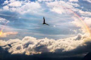 heaven, bird, rainbow-4850411.jpg